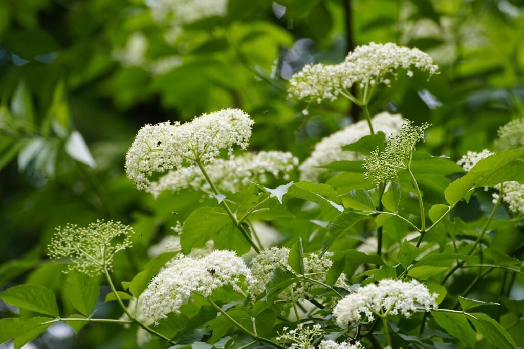 elder flower sambucus