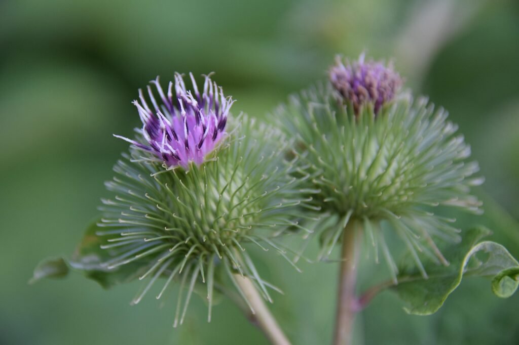 Burdock